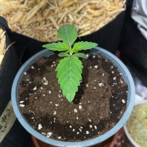 Cereal Milk #3 by KilliczGe growlog timeline photo