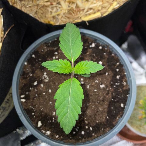 Cereal Milk #3 by KilliczGe growlog timeline photo