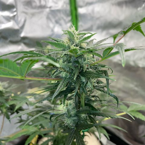 Late Outdoor season 25 - turned inside :D 1 AK48#2 auto  growlog timeline photo
