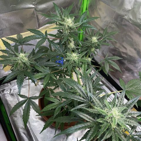 Late Outdoor season 25 - turned inside :D 1 AK48#2 auto  growlog timeline photo