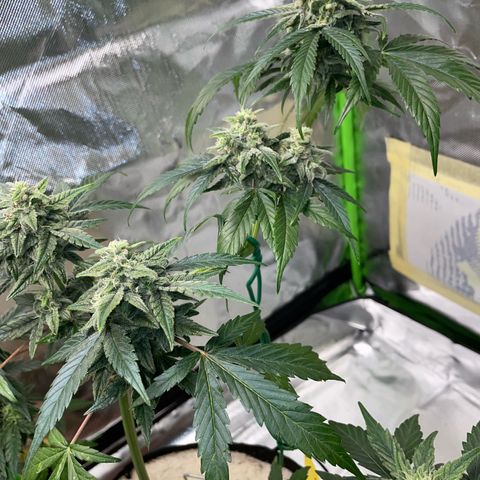 Late Outdoor season 25 - turned inside :D 1 AK48#2 auto  growlog timeline photo