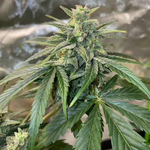 Late Outdoor season 25 - turned inside :D 1 AK48#2 auto  growlog timeline photo
