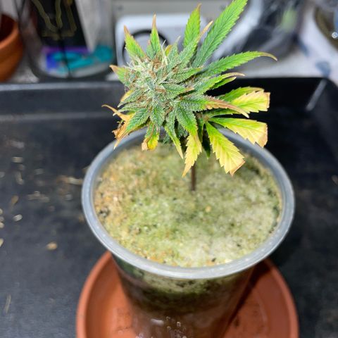 Tangerine Dream Clon #1 by KilliczGe growlog timeline photo