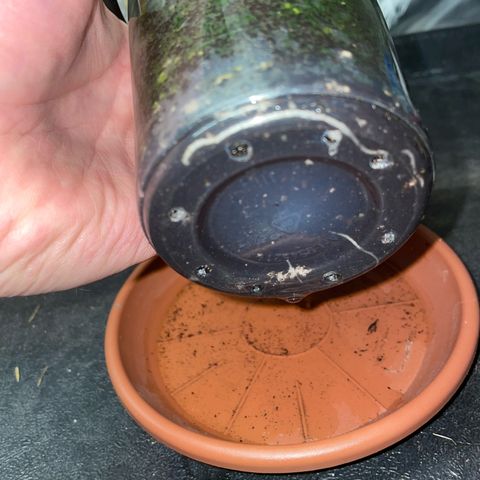 Tangerine Dream Clon #1 by KilliczGe growlog timeline photo