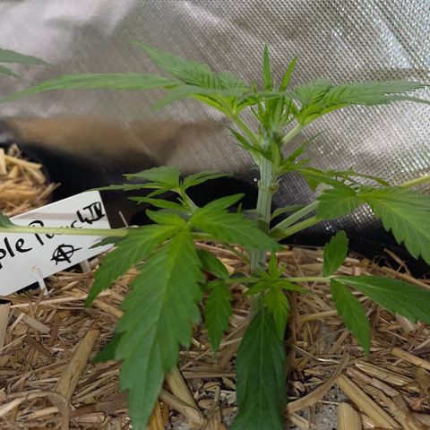 Purple Punch Automatic by KilliczGe growlog timeline photo