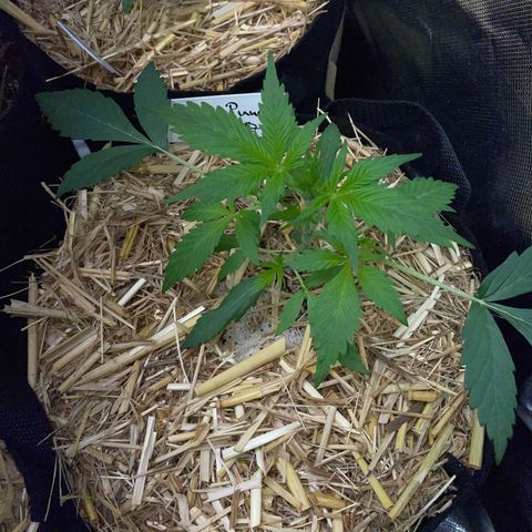 Purple Punch Automatic by KilliczGe growlog timeline photo