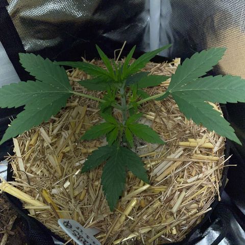 White Widow Automatic by KilliczGe growlog timeline photo