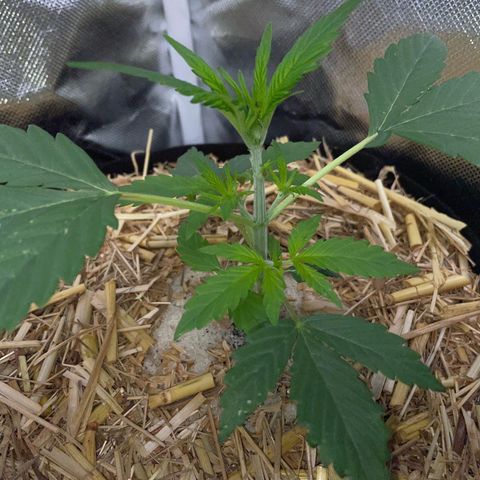 White Widow Automatic by KilliczGe growlog timeline photo