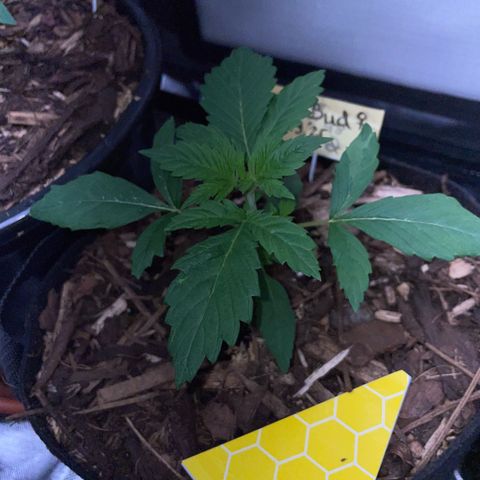 Big Bud by KilliczGe growlog timeline photo