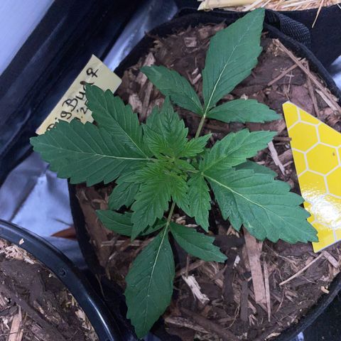 Big Bud by KilliczGe growlog timeline photo