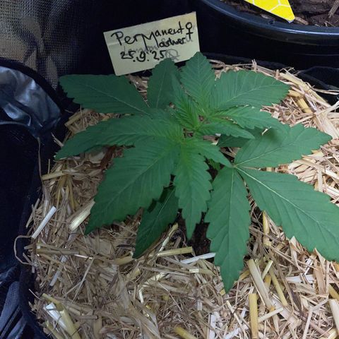 Permanent Marker by KilliczGe growlog timeline photo