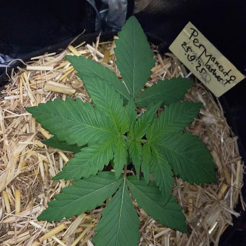 Permanent Marker by KilliczGe growlog timeline photo