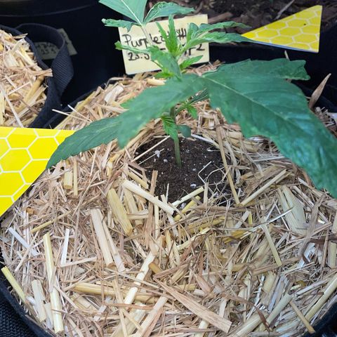 Purple Zkittlez #2 by KilliczGe growlog timeline photo