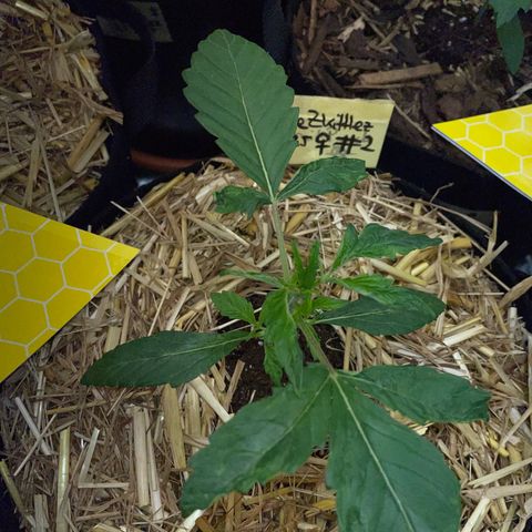 Purple Zkittlez #2 by KilliczGe growlog timeline photo