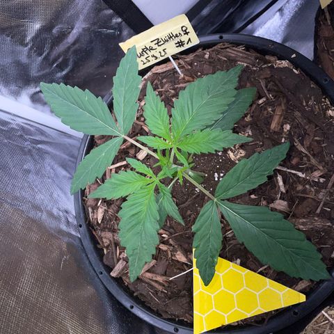 Purple Zkittlez #1 by KilliczGe growlog timeline photo