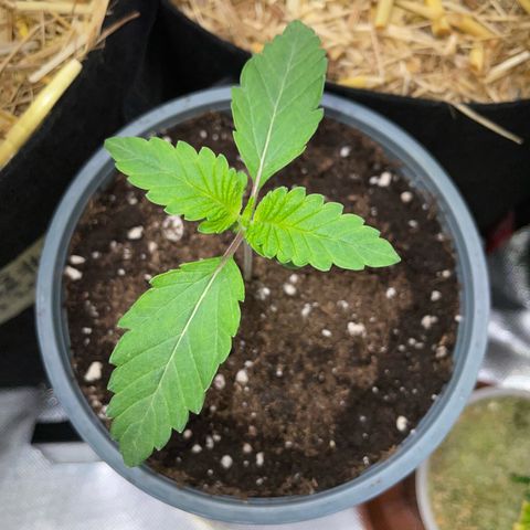 Cereal Milk #3 by KilliczGe growlog timeline photo