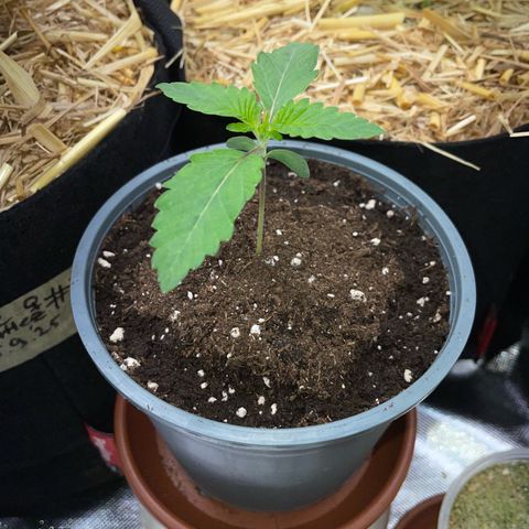 Cereal Milk #3 by KilliczGe growlog timeline photo