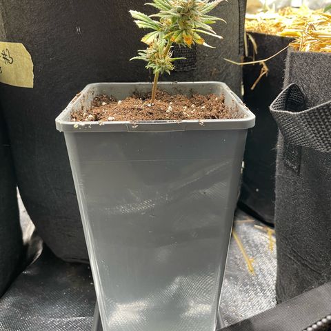 Tangerine Dream Clon #1 by KilliczGe growlog timeline photo