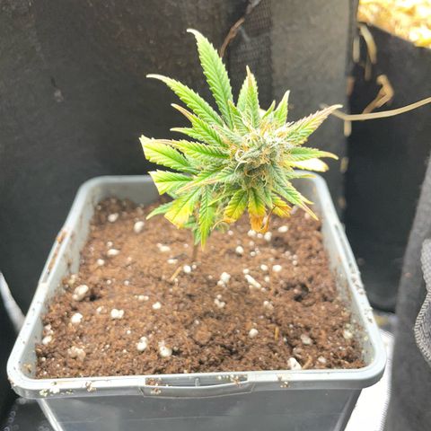 Tangerine Dream Clon #1 by KilliczGe growlog timeline photo