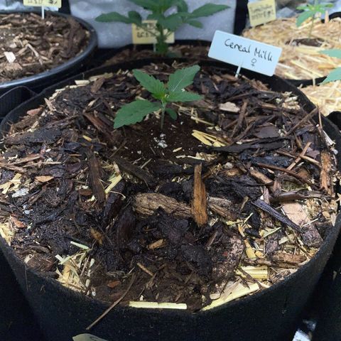 Cereal Milk #3 by KilliczGe growlog timeline photo