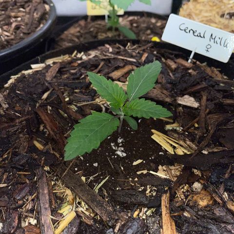 Cereal Milk #3 by KilliczGe growlog timeline photo