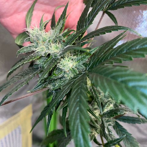 Late Outdoor season 25 - turned inside :D 1 AK48#2 auto  growlog timeline photo