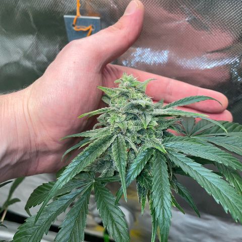 Late Outdoor season 25 - turned inside :D 1 AK48#2 auto  growlog timeline photo