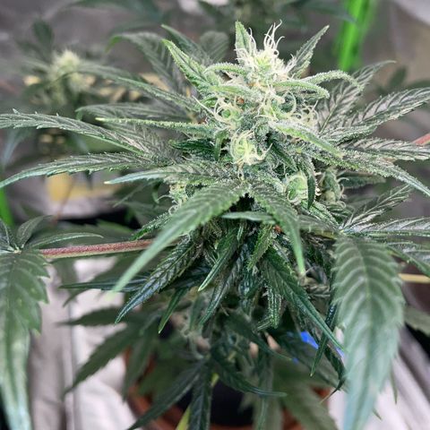 Late Outdoor season 25 - turned inside :D 1 AK48#2 auto  growlog timeline photo