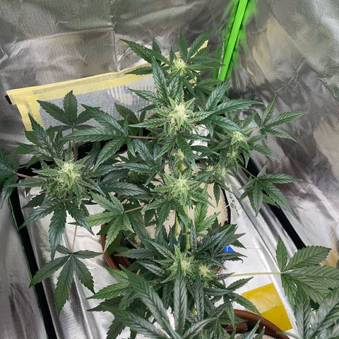 Late Outdoor season 25 - turned inside :D 1 AK48#2 auto  growlog timeline photo