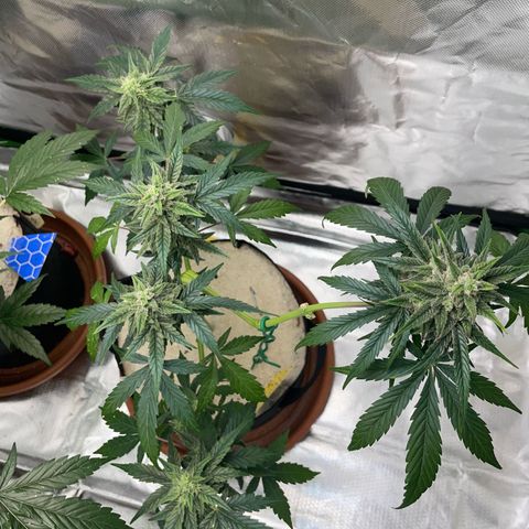 Late Outdoor season 25 - turned inside :D 1 AK48#2 auto  growlog timeline photo