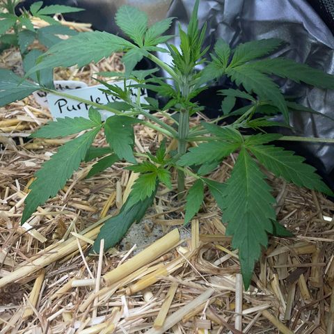 Purple Punch Automatic by KilliczGe growlog timeline photo