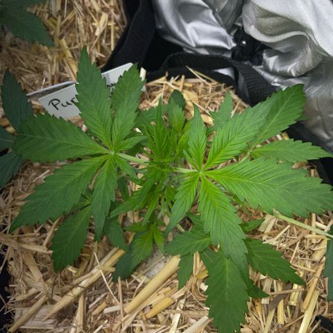 Purple Punch Automatic by KilliczGe growlog timeline photo