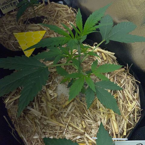 White Widow Automatic by KilliczGe growlog timeline photo