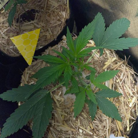 White Widow Automatic by KilliczGe growlog timeline photo