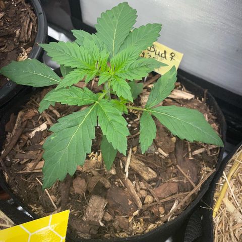 Big Bud by KilliczGe growlog timeline photo