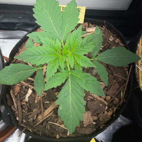 Big Bud by KilliczGe growlog timeline photo