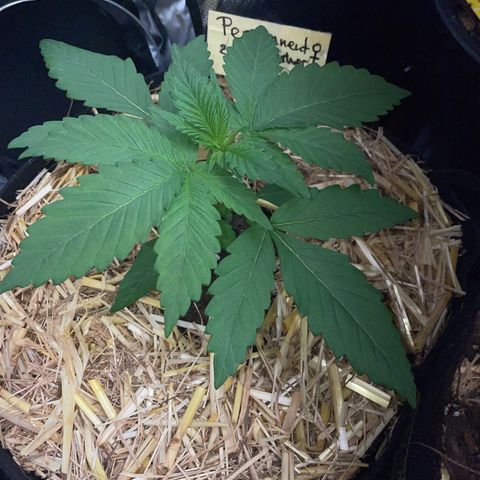 Permanent Marker by KilliczGe growlog timeline photo