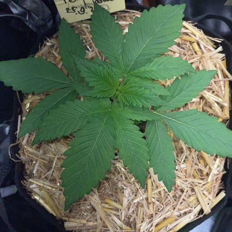 Permanent Marker by KilliczGe growlog timeline photo