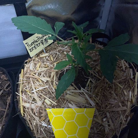 Purple Zkittlez #2 by KilliczGe growlog timeline photo