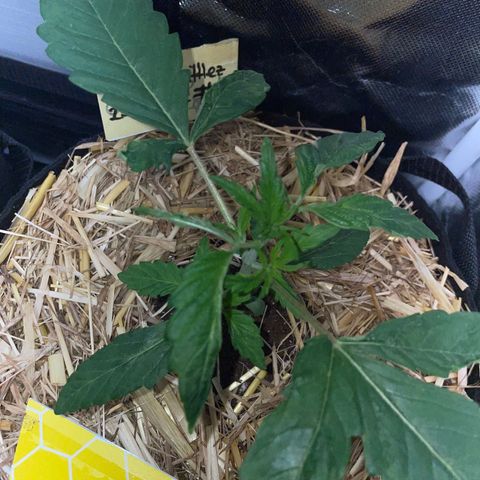 Purple Zkittlez #2 by KilliczGe growlog timeline photo