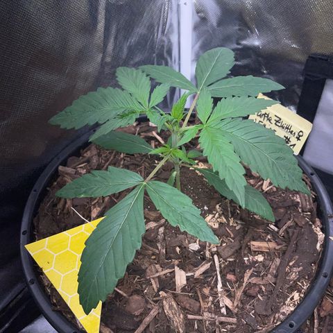 Purple Zkittlez #1 by KilliczGe growlog timeline photo