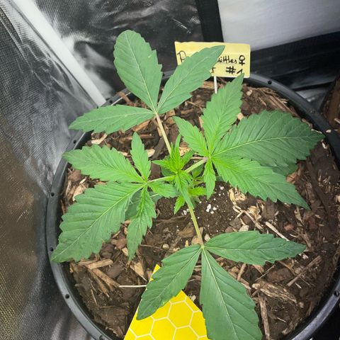 Purple Zkittlez #1 by KilliczGe growlog timeline photo