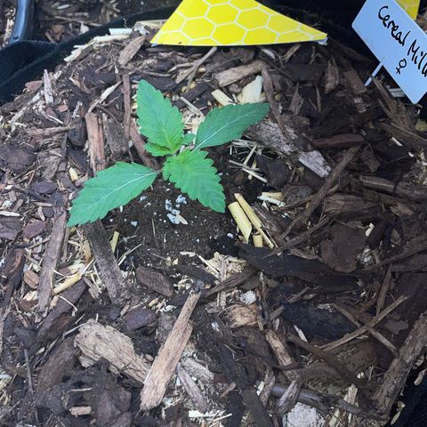 Cereal Milk #3 by KilliczGe growlog timeline photo