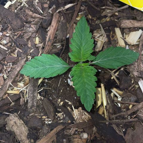 Cereal Milk #3 by KilliczGe growlog timeline photo