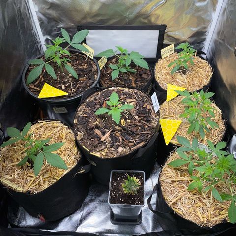 Purple Zkittlez #2 by KilliczGe growlog timeline photo