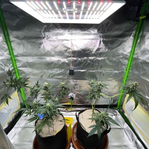 Late Outdoor season 25 - turned inside :D 1 AK48#2 auto  growlog timeline photo