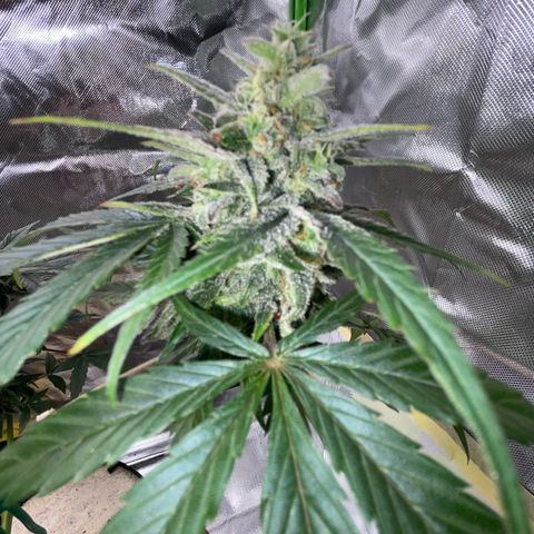 Late Outdoor season 25 - turned inside :D 1 AK48#2 auto  growlog timeline photo