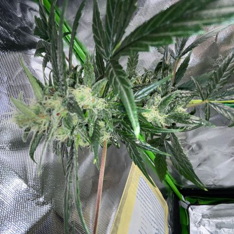 Late Outdoor season 25 - turned inside :D 1 AK48#2 auto  growlog timeline photo