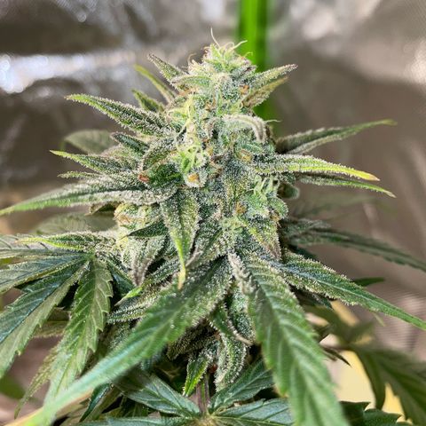 Late Outdoor season 25 - turned inside :D 1 AK48#2 auto  growlog timeline photo