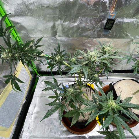 Late Outdoor season 25 - turned inside :D 1 AK48#2 auto  growlog timeline photo